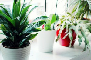 Pflanzen für eine gepflegtere Immobilie